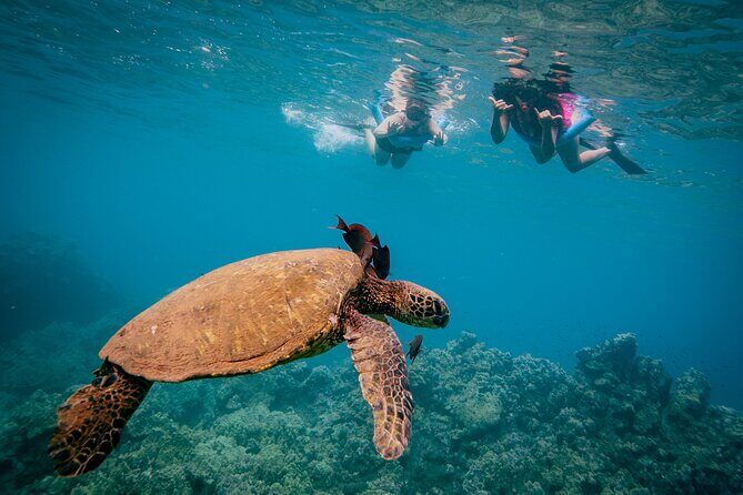 Discover the Magic of Coral Garden’s Turtle Town - Maalaea Harbor - Maalaea Harbor timing: morning breakfast vs afternoon lunch