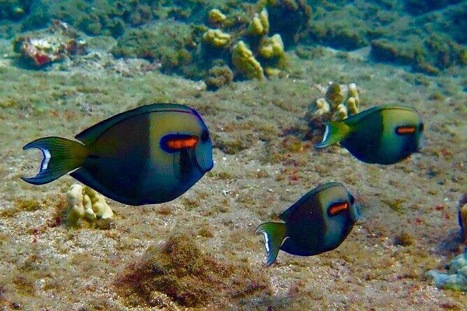 Eco Sea Scooter Beach Entry - Rent a GoPro Video tape Sea Turtles - Meet the Guides: Safety-First Instructors and Marine Life Know-How