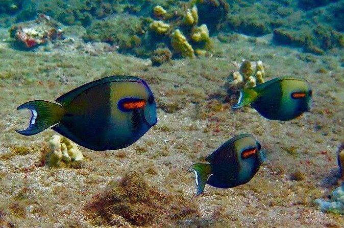 Eco Sea Scooter Beach Entry - Rent a GoPro Video tape Sea Turtles - Mermaid Tails and Shirts: Fun That Helps You Relax
