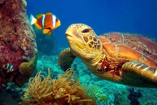 Eco Sea Scooter Guided Beach Tour From The Famous Kapalua Bay - What You’ll See Underwater (and What to Look For)