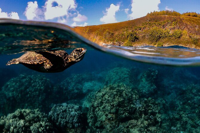 First Timers and Non-Swimmers Snorkeling Experience in Wailea - Key highlights you can bank on
