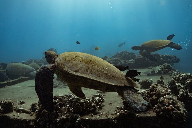 First Timers and Non-Swimmers Snorkeling Experience in Wailea - Wailea snorkeling built for anxious first-timers