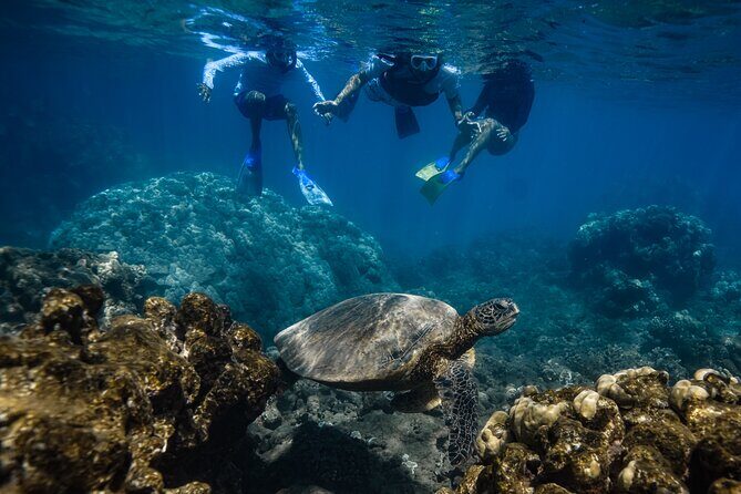 First Timers and Non-Swimmers Snorkeling Experience in Wailea - Who this snorkel tour is for—and who might want a different plan