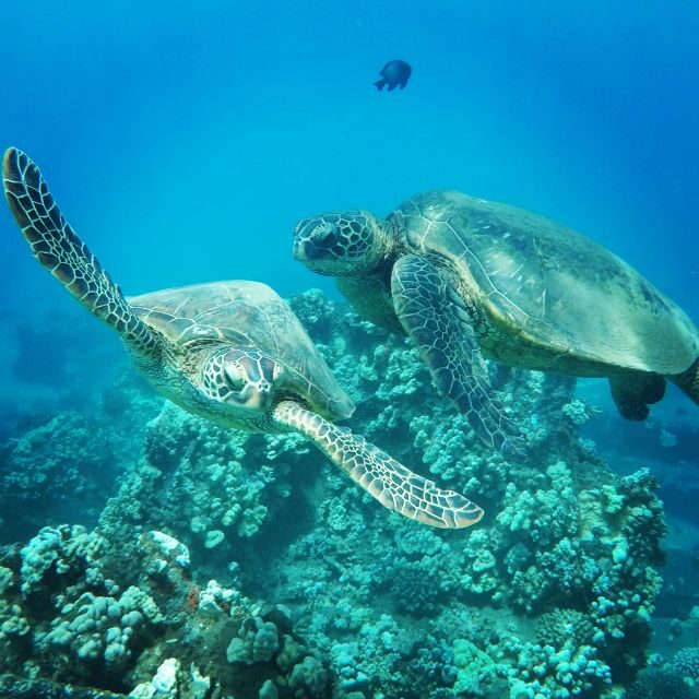 From Kaanapali: Afternoon West Maui Snorkeling w/ Drinks - Setting Sail From Kaanapali: Sea Maui II’s Sweet Spot