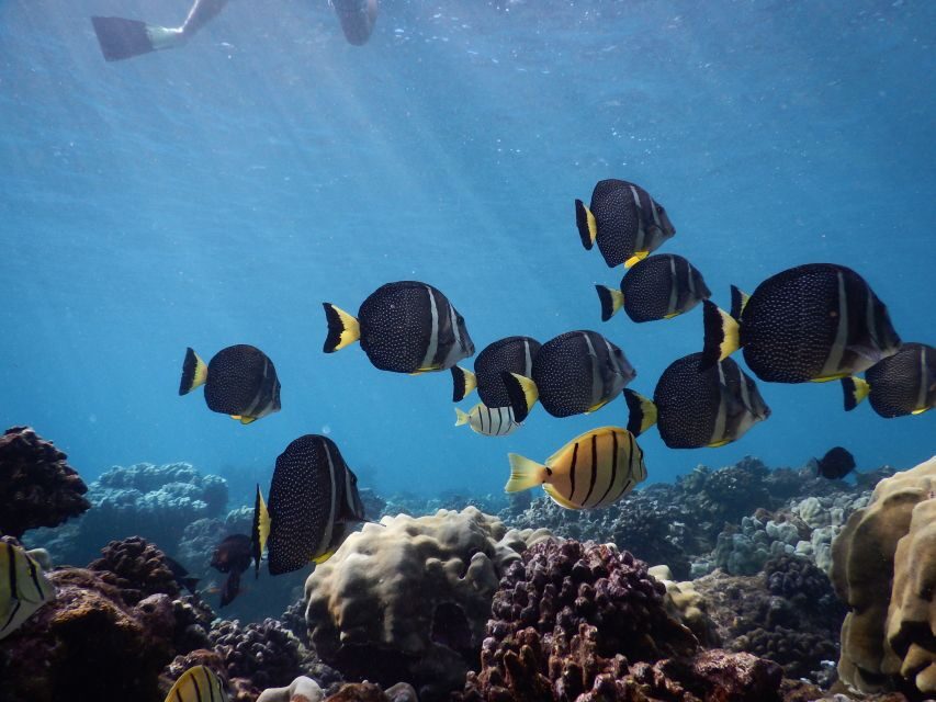 From Kaanapali: Afternoon West Maui Snorkeling w/ Drinks - How the 3.5 Hours Play Out: Cruise, Snorkel, and Chill Time