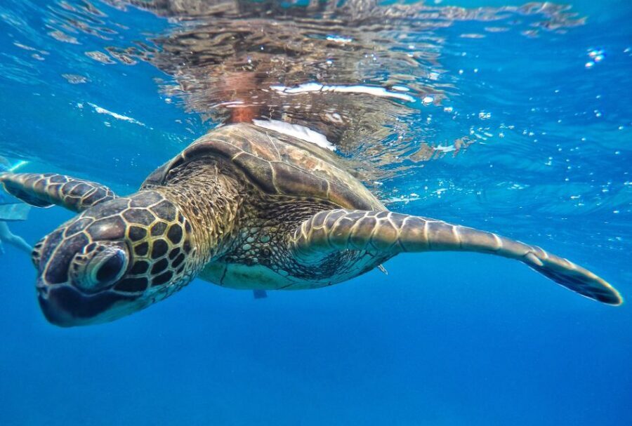 From Kaanapali: Afternoon West Maui Snorkeling w/ Drinks - Price and Value: Is $156 Worth It?