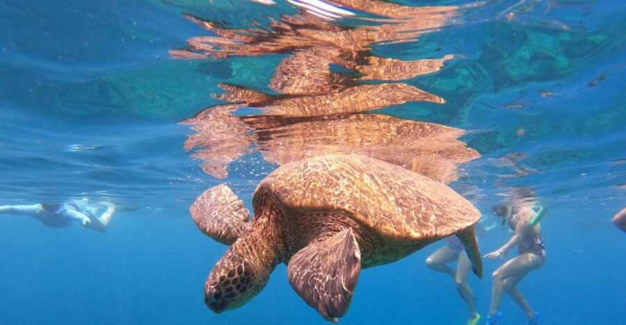 From Ka'anapali: West Maui Half-Day Snorkel Tour w/ Food - Why this Ka’anapali half-day snorkel feels like good value