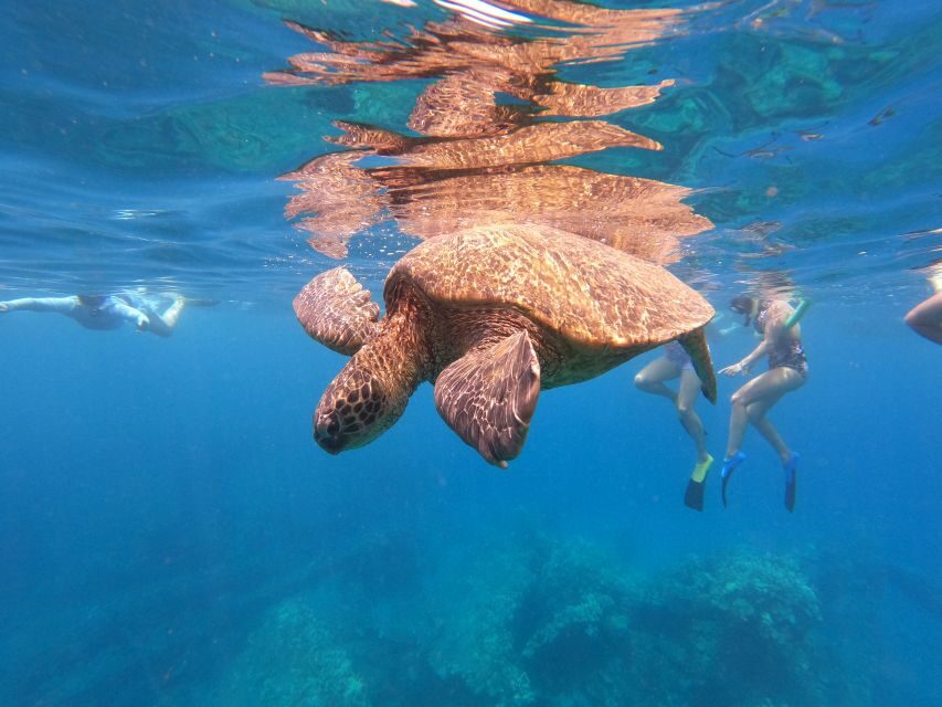From Ka'anapali: West Maui Half-Day Snorkel Tour w/ Food - Wildlife cruise timing: dolphins (and sometimes whales) before you snorkel