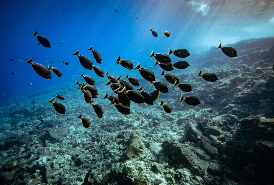 From Kihei: Molokini Crater and Turtle Town Snorkeling - Key Highlights You’ll Care About