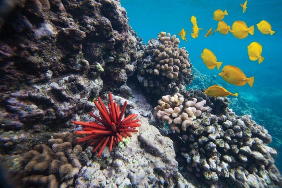 From Kihei: Molokini Crater and Turtle Town Snorkeling - From Kihei Boat Ramp to The Getaway: getting started without stress