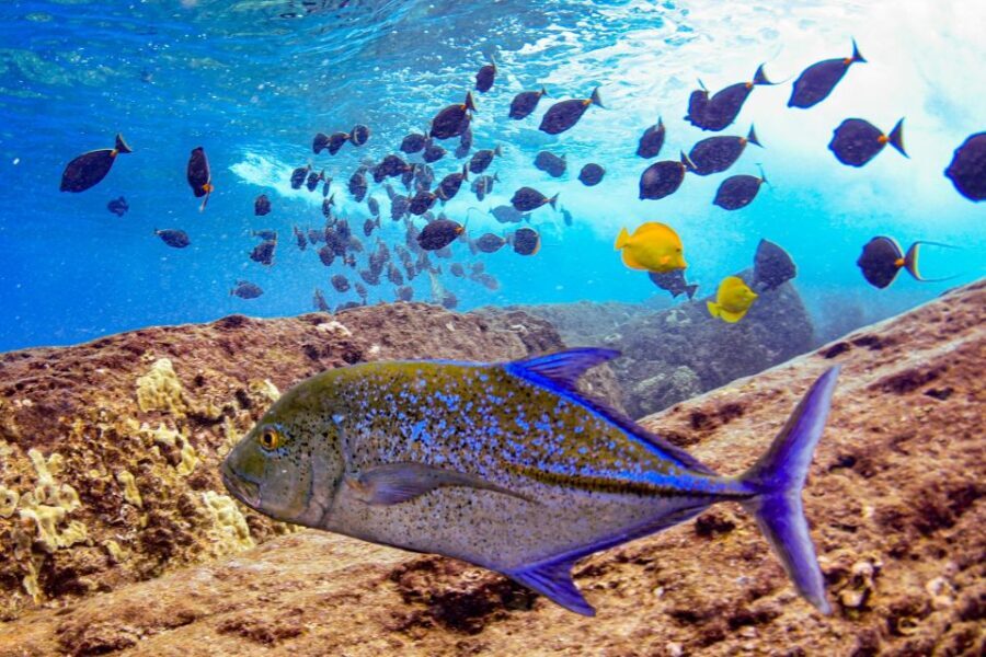 From Kihei: Molokini Crater and Turtle Town Snorkeling - Whale-watching breaks: short windows that can still pay off