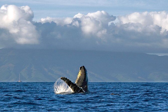 From Ma'alaea Harbor, Maui: Whale Watch Cruise Aboard Malolo - Key Highlights You’ll Actually Feel Onboard