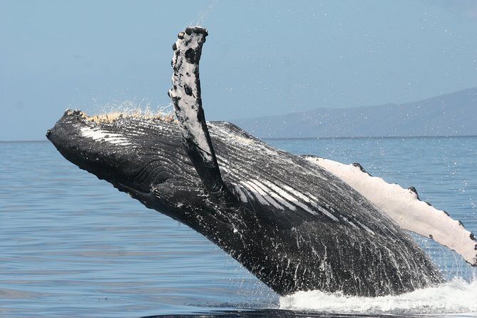 From Ma'alaea Harbor, Maui: Whale Watch Cruise Aboard Malolo - Ma’alaea Harbor Check-In: Simple, but Don’t Rush