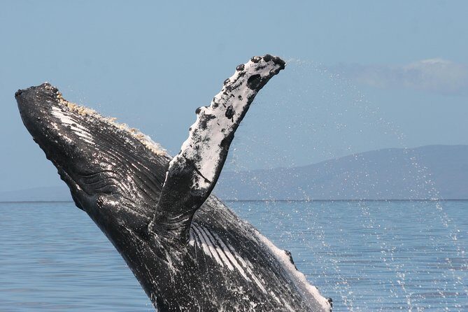From Ma'alaea Harbor, Maui: Whale Watch Cruise Aboard Malolo - Cruising Fast to the Whale Area: Why Speed Works