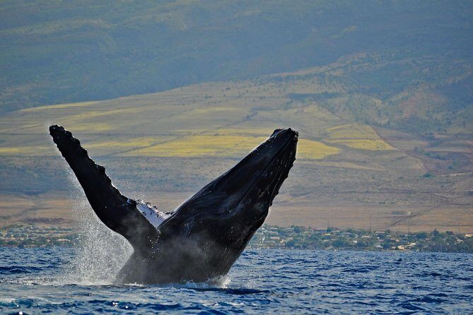 From Ma'alaea Harbor, Maui: Whale Watch Cruise Aboard Malolo - Underwater Hydrophones: Hearing Whale Songs Changes the Hunt