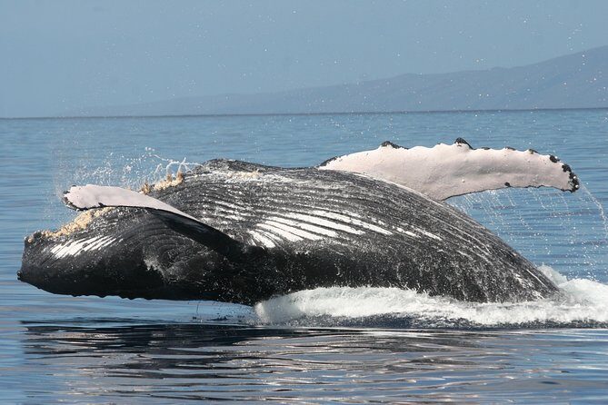From Ma'alaea Harbor, Maui: Whale Watch Cruise Aboard Malolo - Getting the Best Views When the Sea Gets Windy