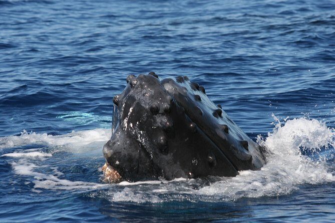 From Ma'alaea Harbor, Maui: Whale Watch Cruise Aboard Malolo - Price and Value: What $59.95 Really Buys You