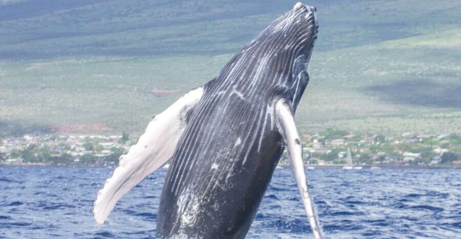 From Maalaea: Whale Watching Catamaran Cruise with Drinks - Who This Cruise Fits Best (and Who Should Think Twice)