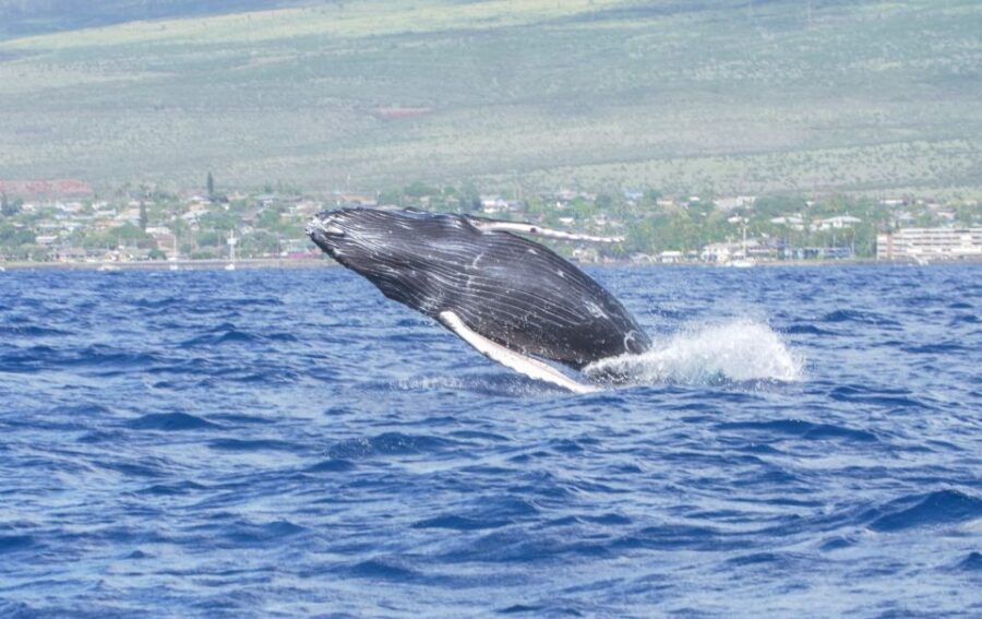From Maalaea: Whale Watching Catamaran Cruise with Drinks - Marine Biology on Board and Hearing Whale Songs