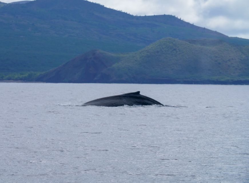 From Maalaea: Whale Watching Catamaran Cruise with Drinks - The 2-Hour Game Plan: From Safety Briefing to Return