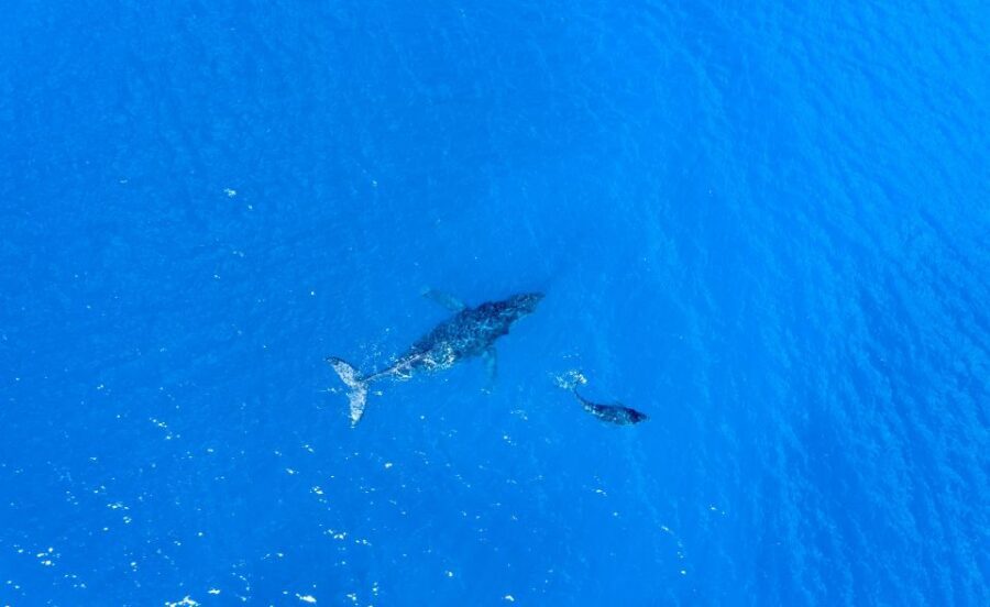 From Maalaea: Whale Watching Catamaran Cruise with Drinks - What You’re Watching For: Humpback Behavior Explained