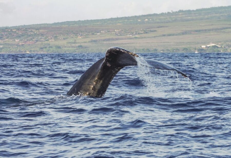 From Maalaea: Whale Watching Catamaran Cruise with Drinks - West Maui Views and Deck Time That Actually Helps
