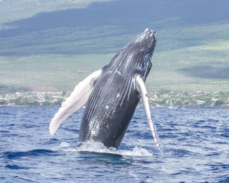 From Maalaea: Whale Watching Catamaran Cruise with Drinks - Drinks, Restrooms, and the 21+ Beverage Mention