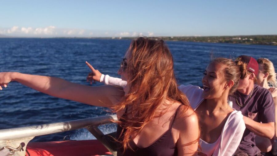 From Maalaea: Whale Watching Catamaran Cruise with Drinks - Price and Value at $69