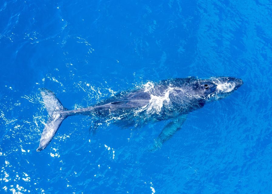 From Maalaea: Whale Watching Catamaran Cruise with Drinks - Winona Catamaran Comfort: Small Ship, Real Ocean Time