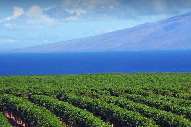 Fun & Affordable! West Maui Open-Air Sightseeing Tour! - The short walk (3–5 minutes) and who it works best for