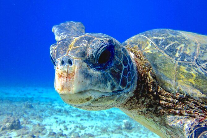Guided Scuba Dive in Lahaina: Certified - From Kahekili Beach Park to the water: how the timing and physical setup works