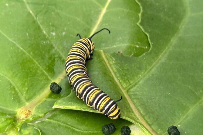 Haiku Butterfly Garden - 1st stop on the Road to Hana! - Key things I’d bet on before you go