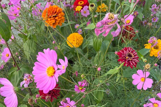 Haiku Butterfly Garden - 1st stop on the Road to Hana! - Nectar Flowers and Milkweed: Why This Habitat Design Matters
