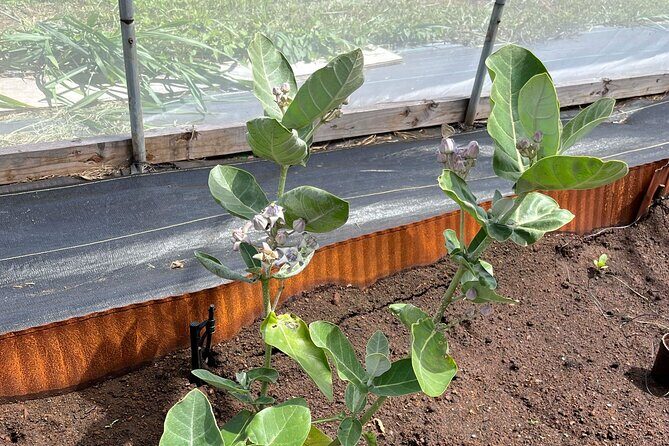 Haiku Butterfly Garden - 1st stop on the Road to Hana! - Meet the Host and Enjoy the Small-Group Pace