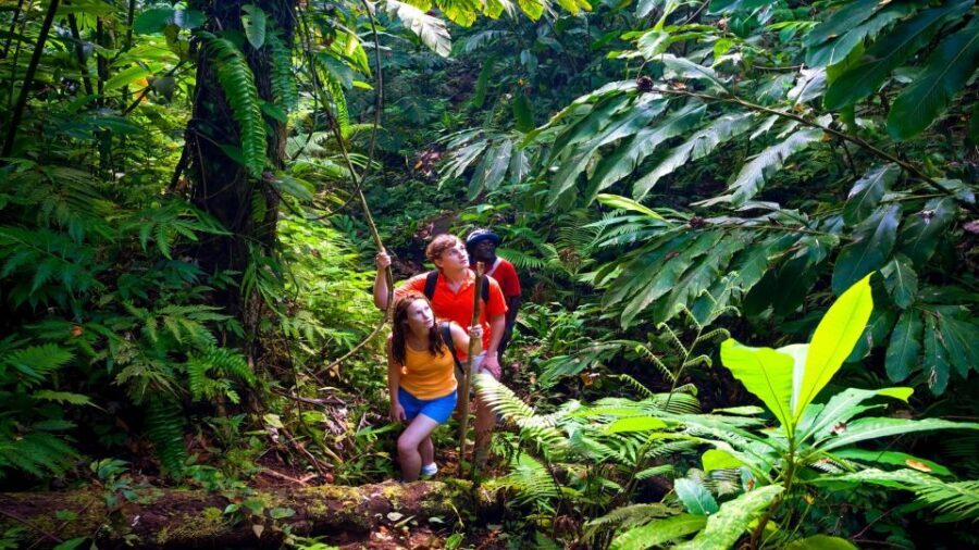 Haiku: Waterfall, Rainforest, and Handcrafted Chocolate Tour - Key points before you go