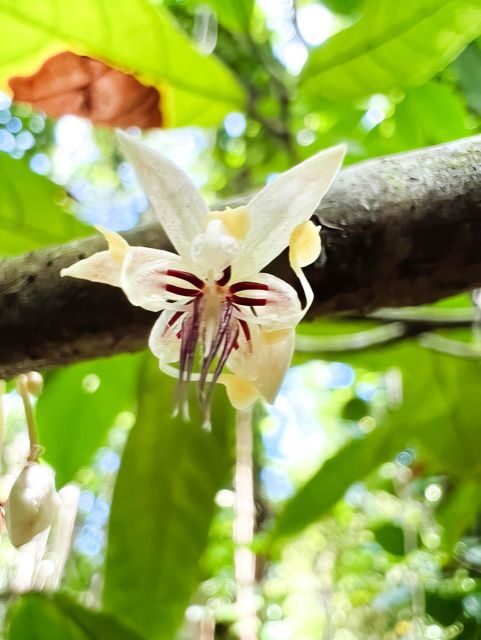 Haiku: Waterfall, Rainforest, and Handcrafted Chocolate Tour - Why this Maui waterfall + chocolate day feels different