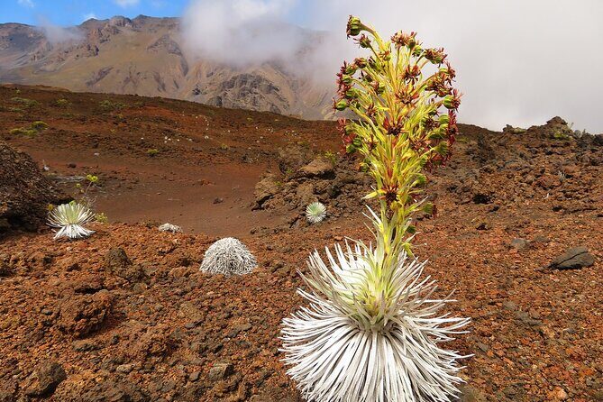 Haleakala Summit Best Self-Guided Bike Tour with Bike Maui - Price and Value: Is $238.59 Worth It?