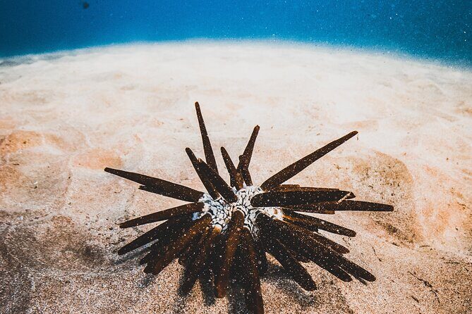 Half-Day Deluxe Molokini Snorkel Excursion in Maui - Breakfast, Lunch, and Alcohol: The Sparkling & Spritz Bar Value