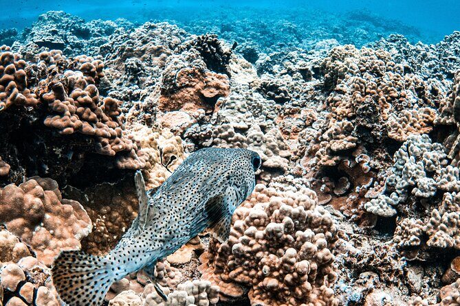 Half-Day Deluxe Molokini Snorkel Excursion in Maui - Motion Sickness Can Happen: How the Crew Helps