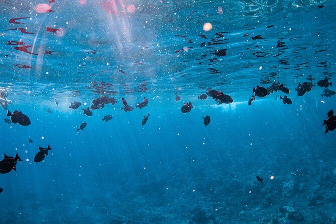 Half-Day Deluxe Molokini Snorkel Excursion in Maui - Group Size, Timing, and the Overall “Deluxe” Feel