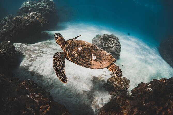 Half-Day Deluxe Molokini Snorkel Excursion in Maui - Deluxe Catamaran Comfort: Slides, Daybeds, and Deck Options