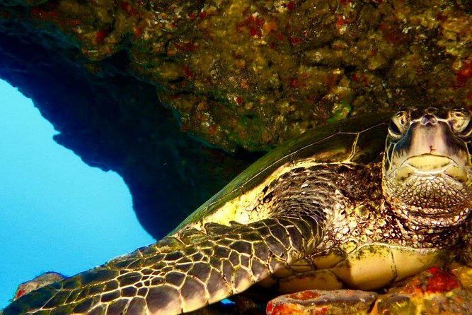 Half Day Snorkel to Lanai from Kaanapali Beach + Dolphin Search - Humpback whales: timing that can turn your snorkel day into a whale day