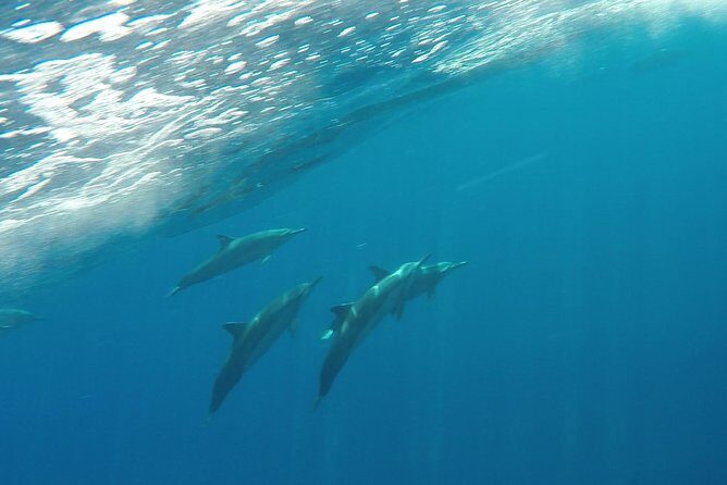 Half Day Snorkel to Lanai from Kaanapali Beach + Dolphin Search - Gear and comfort: what’s included, what costs extra