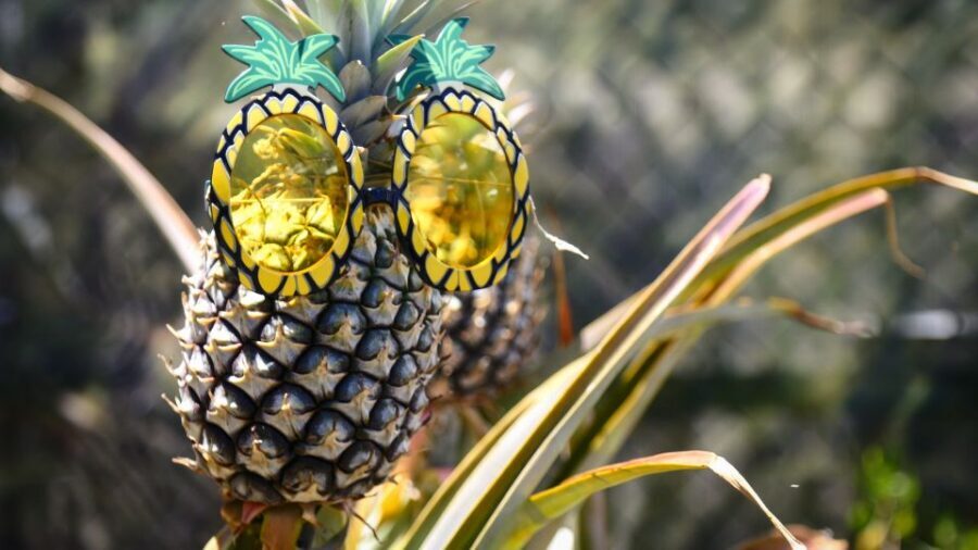Hali'imaile: Pineapple Farm Tour - Inside the Working Farm: The Field Walk and What You’ll Learn
