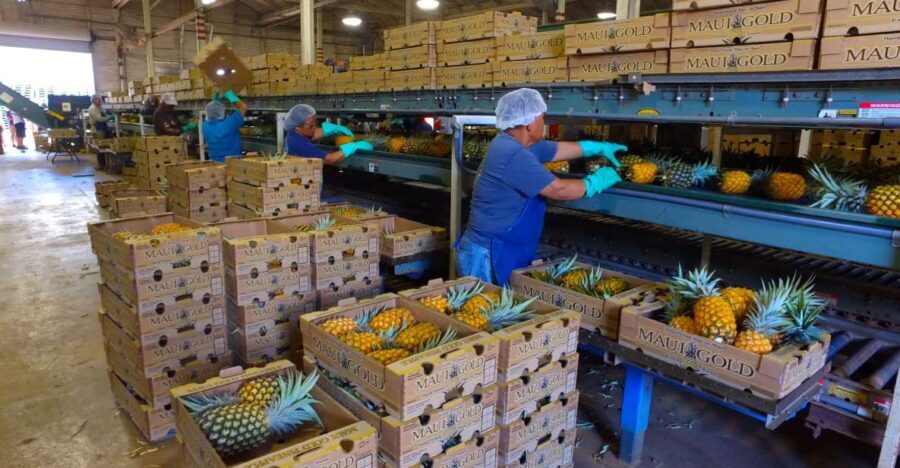 Hali'imaile: Pineapple Farm Tour - The Packing Process: From Harvest Reality to Airport-Ready Fruit