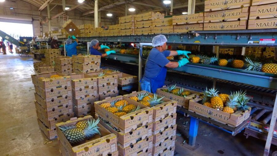 Hali'imaile: Pineapple Farm Tour - Where You Meet and How the 1.5 Hours Actually Runs