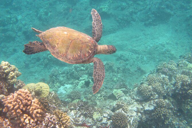Hawaiian Canoe Sailing Experience in Maui - Wildlife Watching From a Quiet Canoe: What You Can Hope to See