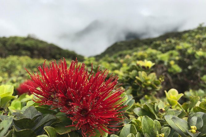 Hike Honolua Ridgeline - Guides Make the Difference: Jason, Yancy, and Kevin’s Plant-and-Water Storytelling