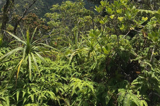 Hike Honolua Ridgeline - Pace, Fitness, and What the Walking Sticks Really Help With