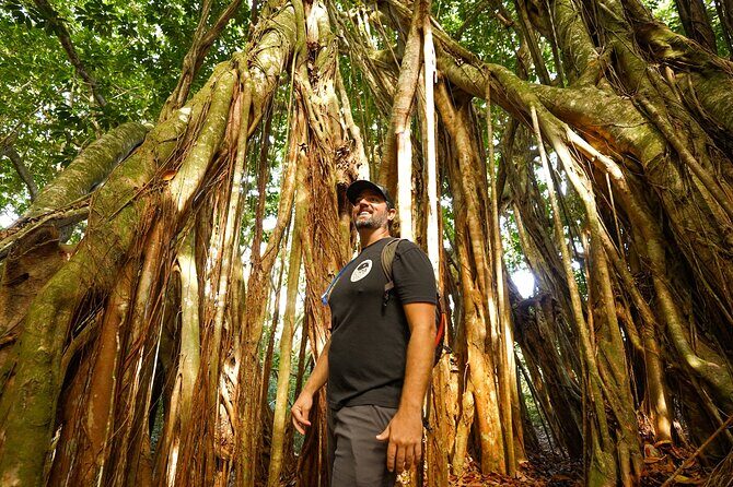 Hike Honolua Ridgeline - Pineapple at the End: A Small Snack, a Big Expectation Gap
